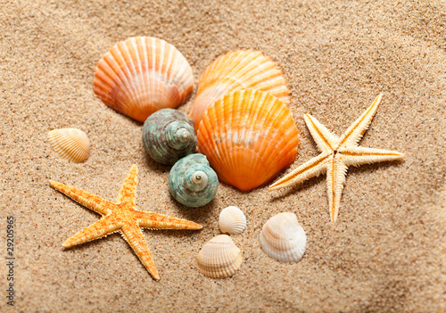 Sea life - shells and starfish