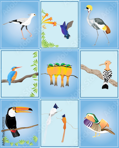 birds of the world