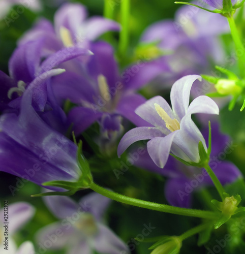 Konstfotografi FORGET ME NOT
