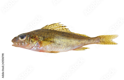 Fototapeta Naklejka Na Ścianę i Meble -  Small ruff isolated on white background