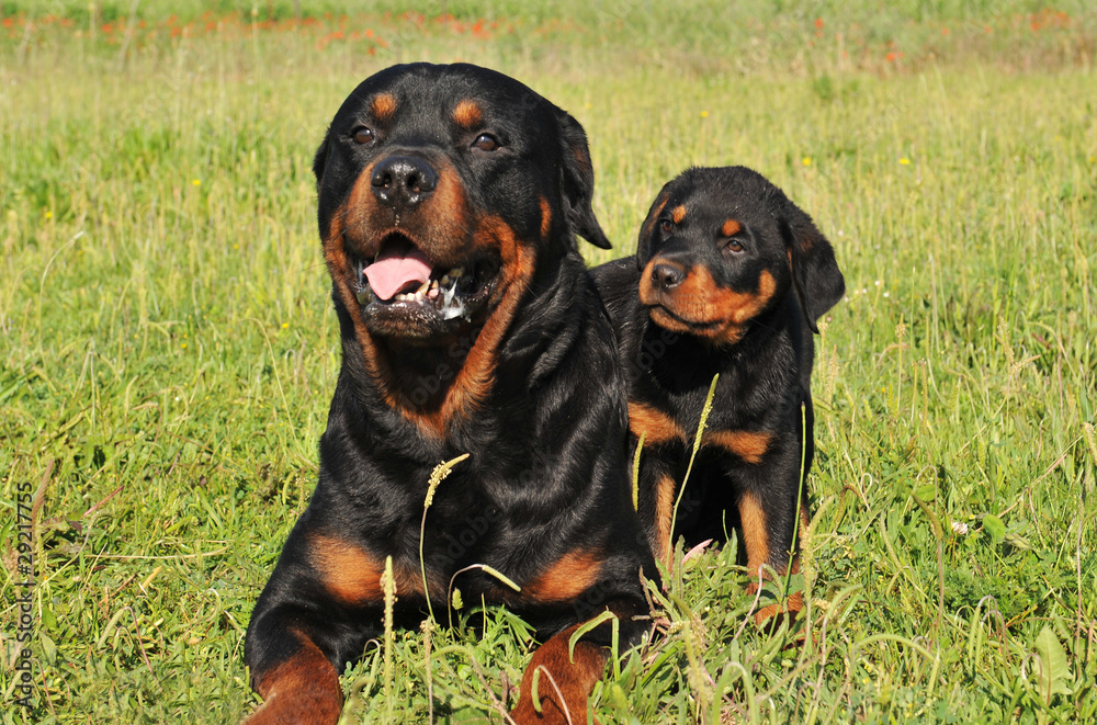 rottweilers, adulte et chiot