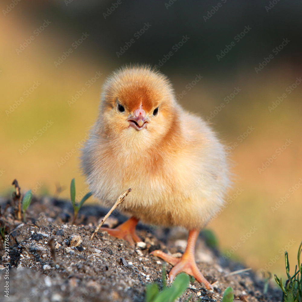 Young Chicken