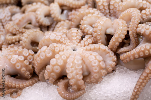 Baby Octopus photo