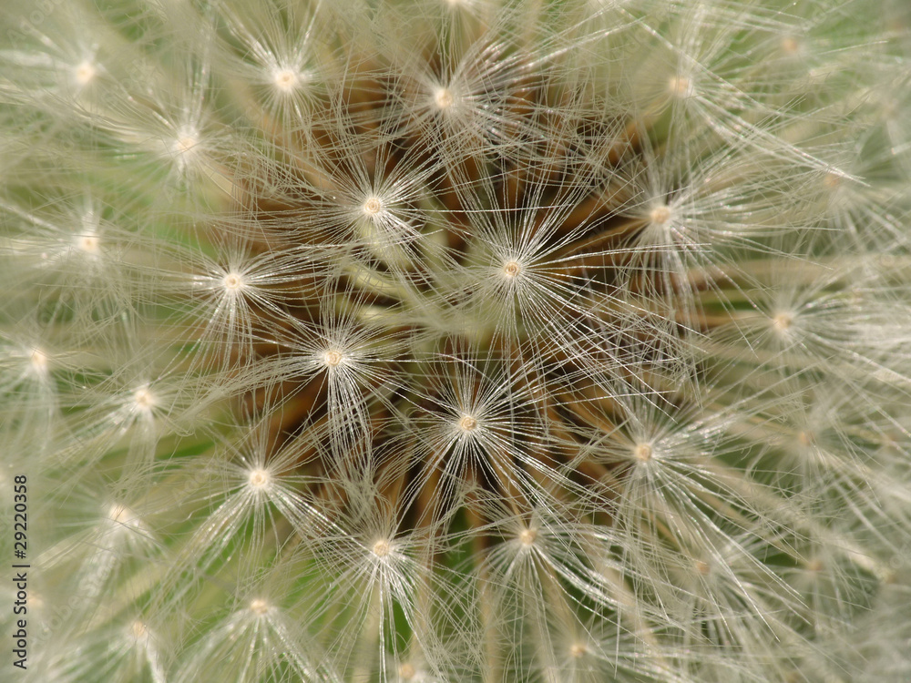 Dandelion seed, closeup