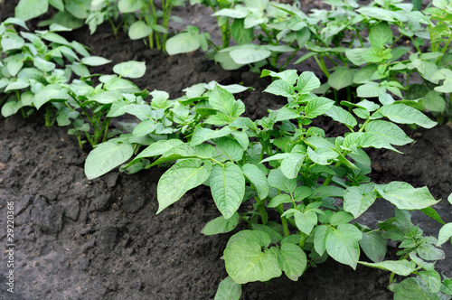 potatoes plantation