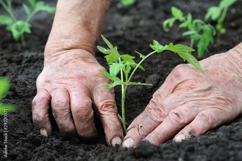 planting a tomatoes  seedling