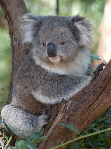 Koala 01