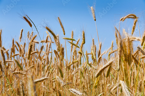 rye ears close up in field