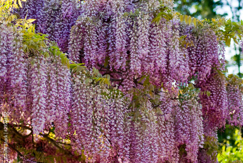 Pink Wisteria