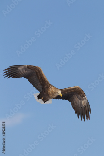 White Tailed Eagle