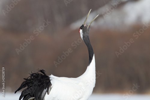 Japanese Crane Giving Mating Call