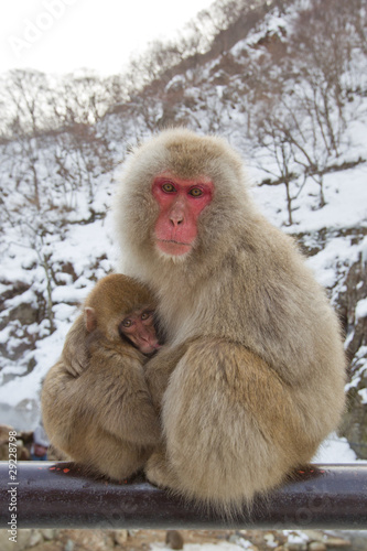 Snow Monkeys At Hot Spring © joshanon