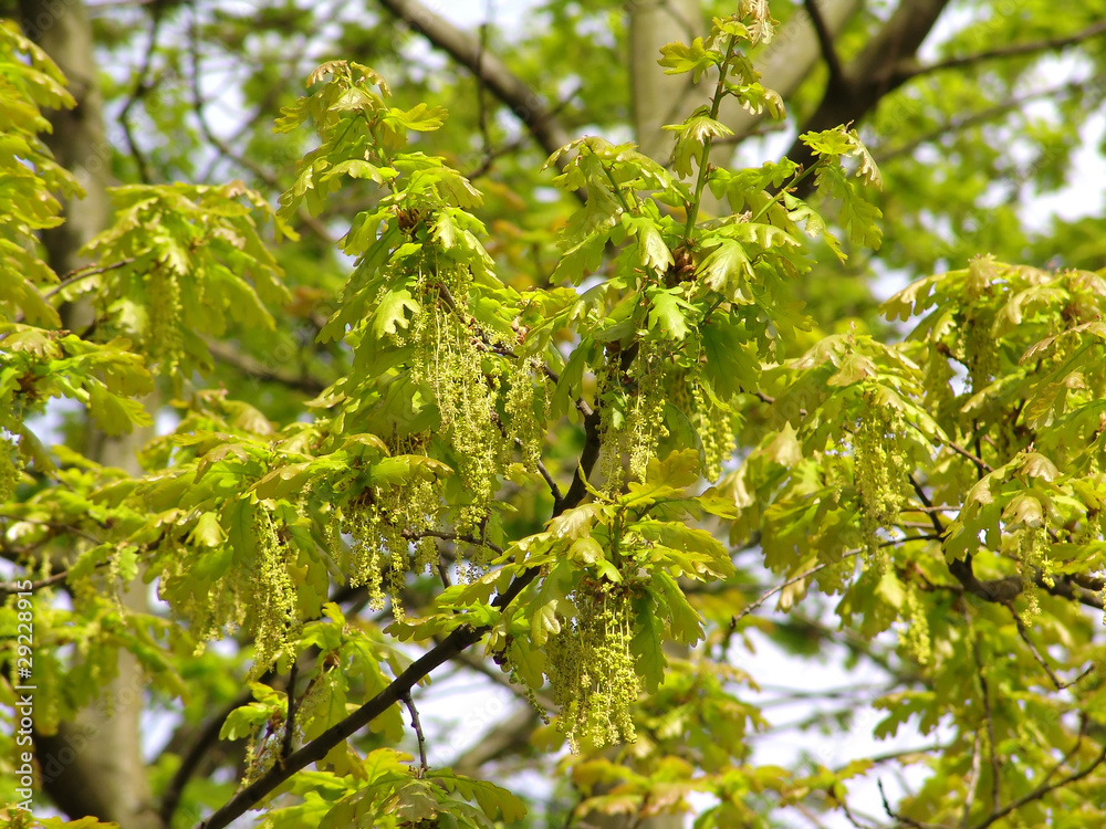Background with spring oak leafs and flowers. Background with spring oak leafs and flowers.
