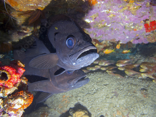 Two Cavebass hiding under a ledge