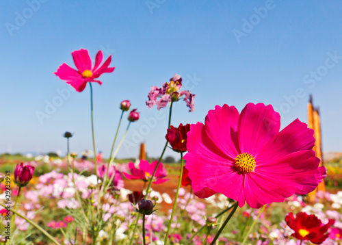 Pink Cosmos flower © Singha songsak
