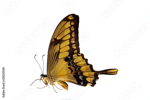 Giant Swallowtail (Heraclides thoras) in a natural position