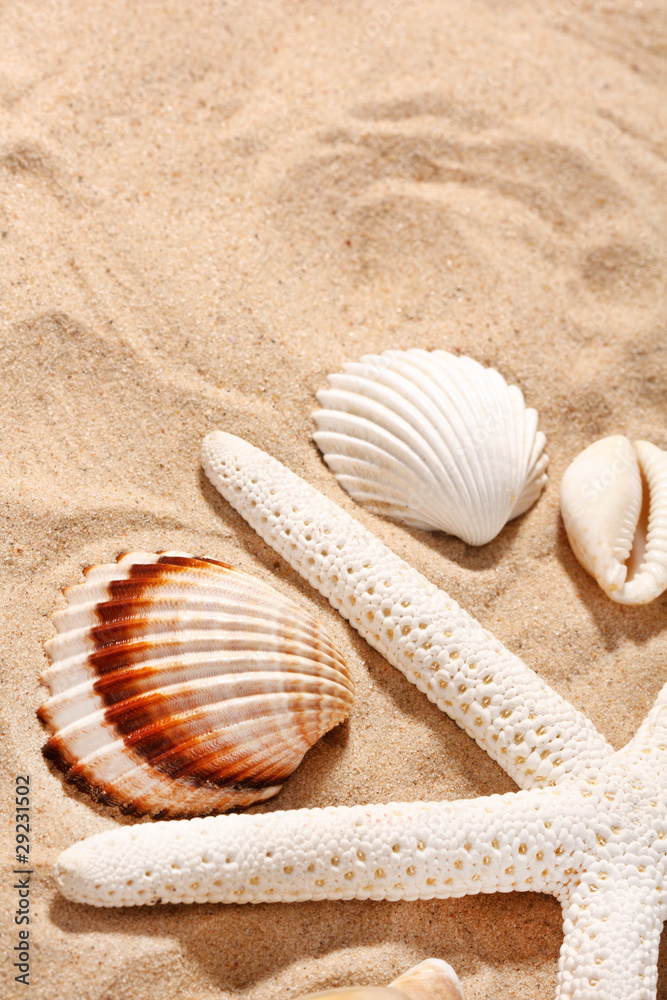 shells on the beach shells on the beach