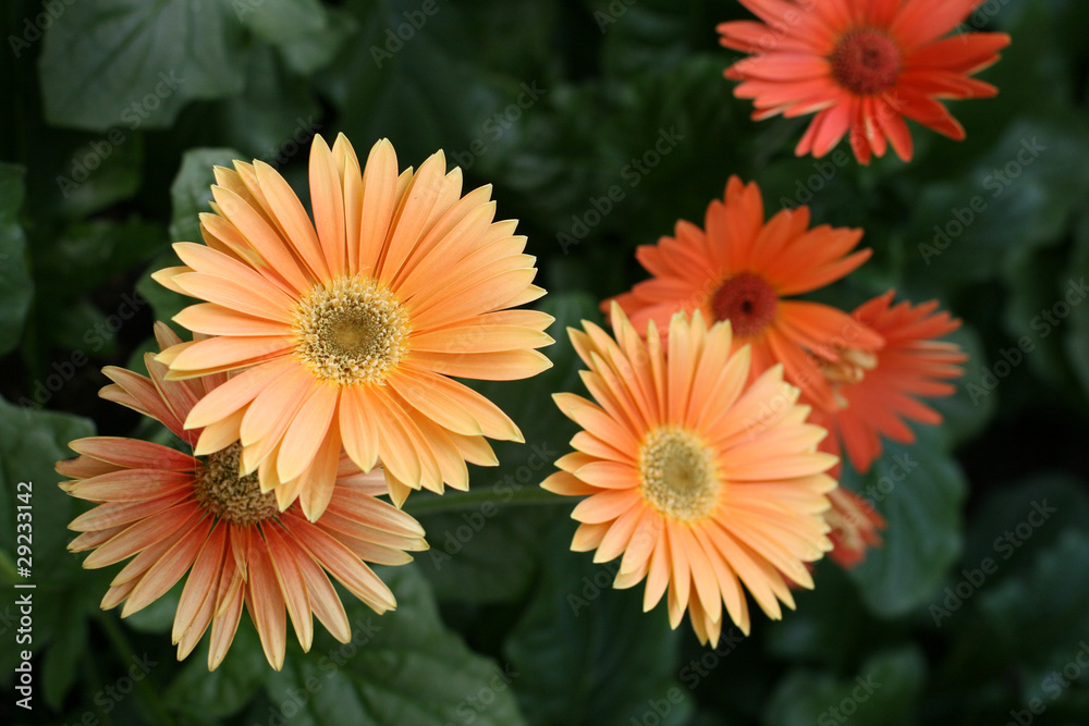 Herbera daisy Herbera daisy
