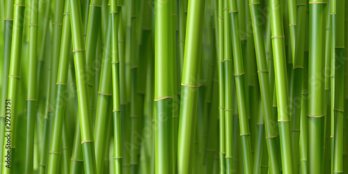 Tiges de bambous 1