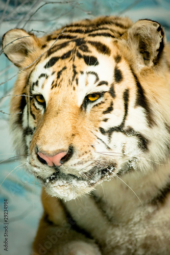 tigre reale del bengala nella neve