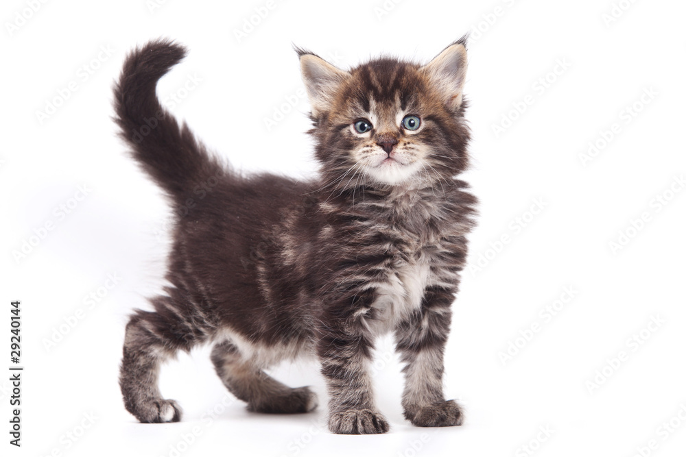 Obraz premium Siberian cat isolated on white