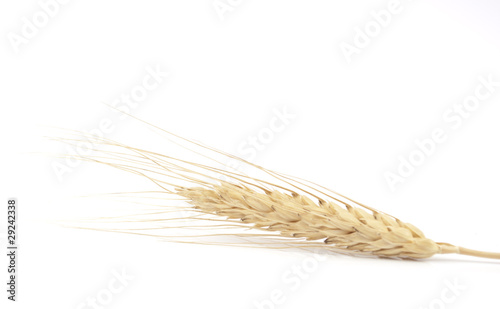 spikelet of wheat