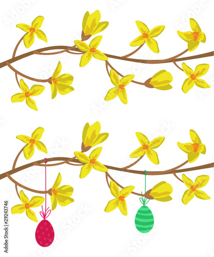 Forsythie, freigestellt
