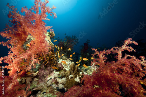 Fototapeta Naklejka Na Ścianę i Meble -  Divers and tropical underwater life in the Red Sea.
