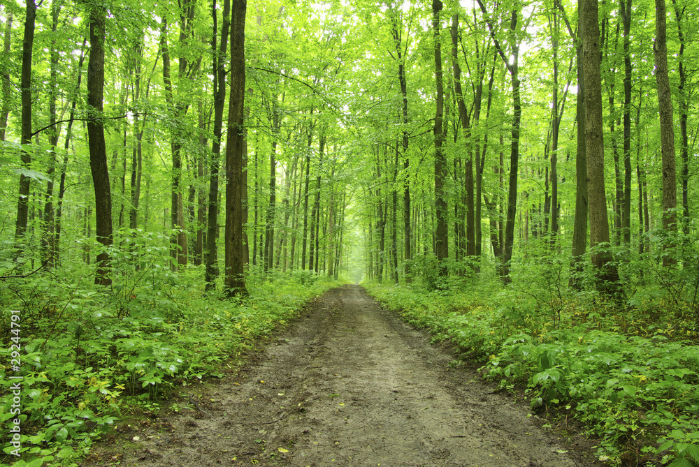 Fototapeta premium nature