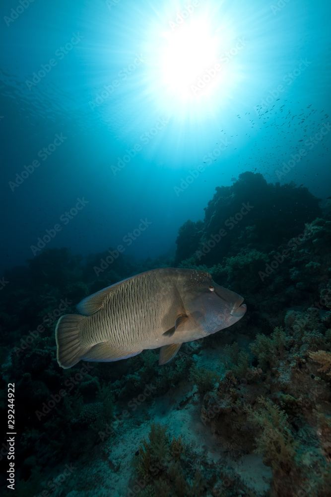 Fototapeta premium Napoleon wrasse and tropical underwater life in the Red Sea.