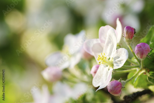 cherry blossoms