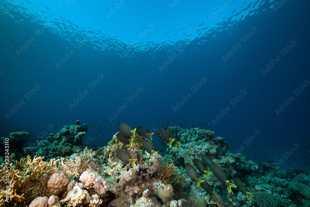 Stellate rabbitfish and tropical underwater life in the Red Sea.