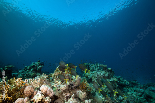 Stellate rabbitfish and tropical underwater life in the Red Sea.