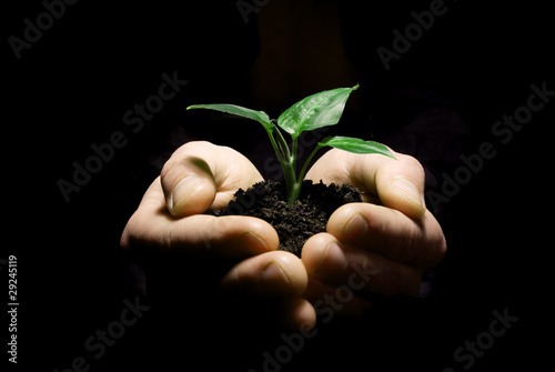 hands holding sapling