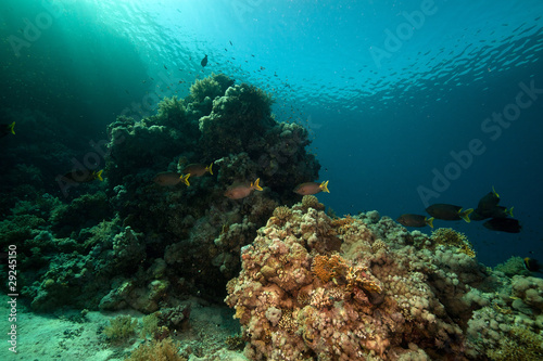 Fototapeta Naklejka Na Ścianę i Meble -  Stellate rabbitfish and tropical underwater life in the Red Sea.