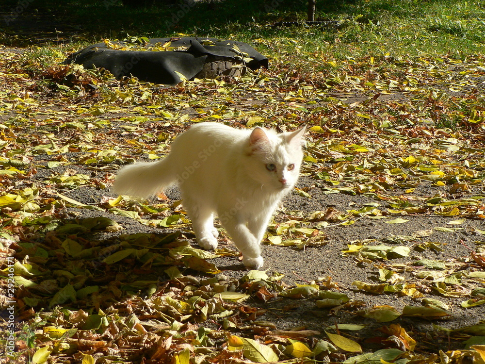 Fototapeta premium cats, kittens, pets