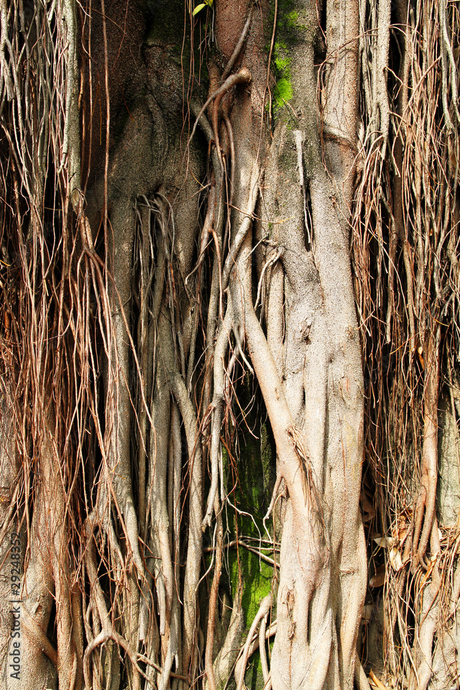 Baum Hintergrund Baum Hintergrund