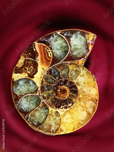 Fototapeta Amonit fossil-stone