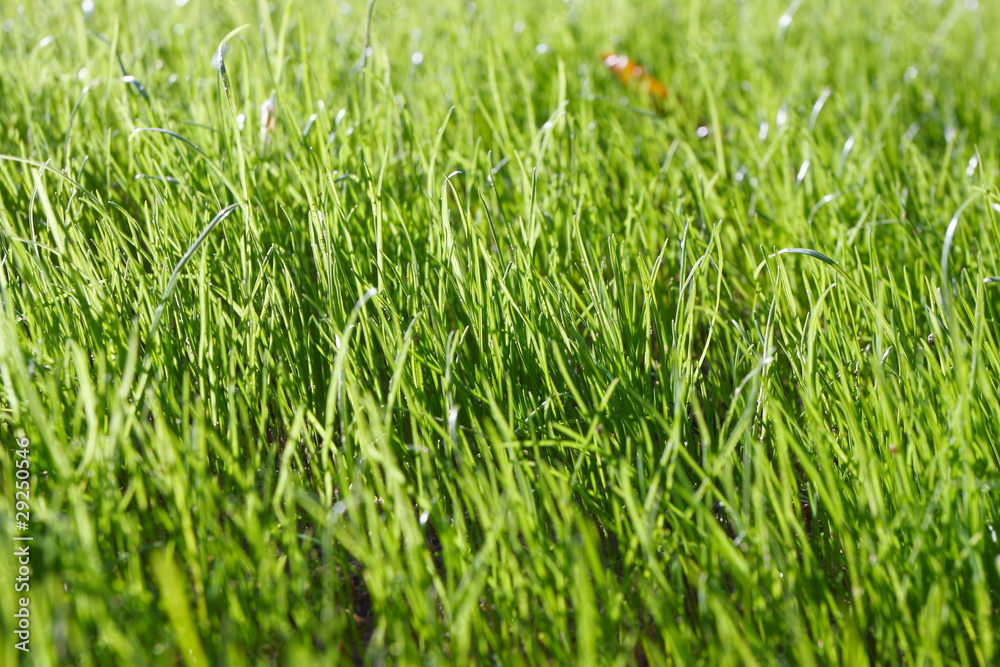 Fresh young spring grass Fresh young spring grass