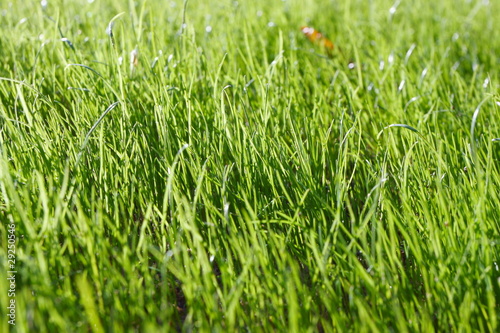 Fresh young spring grass