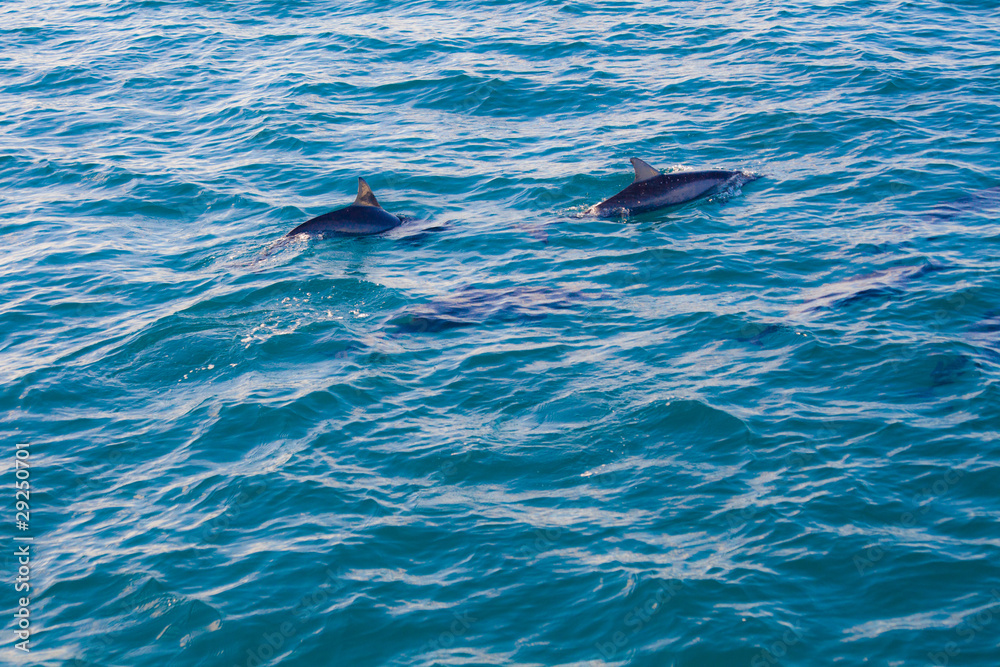 Fototapeta premium Precious Dolphins