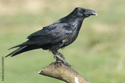 Raven resting on a branch