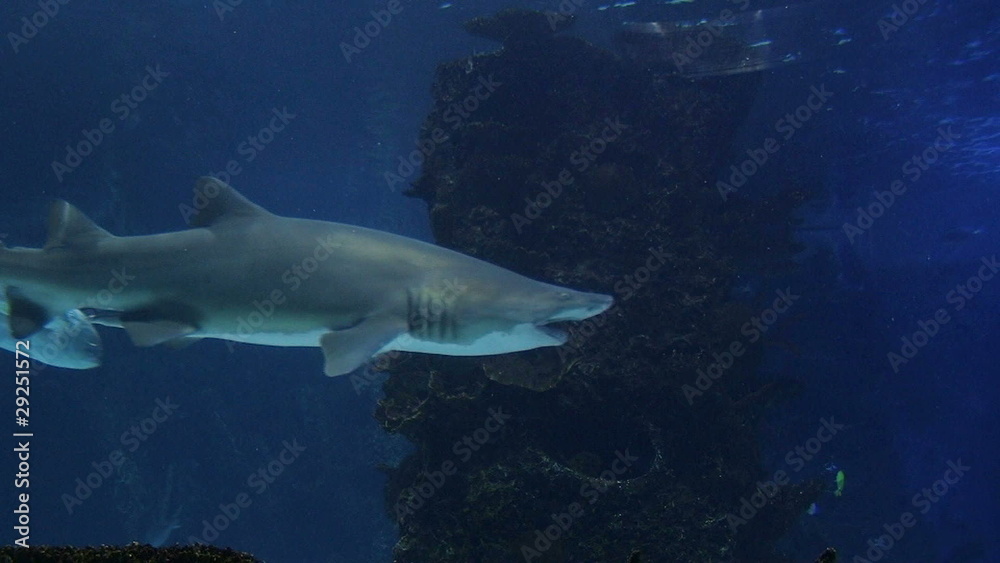 Sharks Swimming 05 Sharks Swimming 05