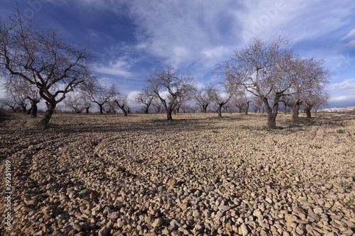 Wallpaper Mural Campo de Almendros Torontodigital.ca