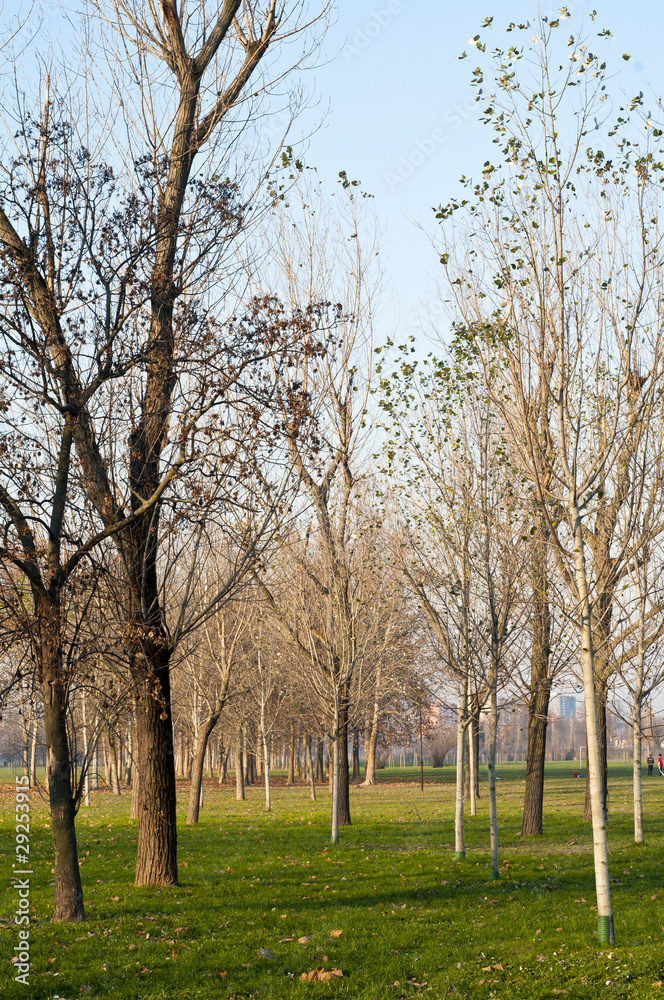 winter green park with trees, dry leaves winter green park with trees, dry leaves