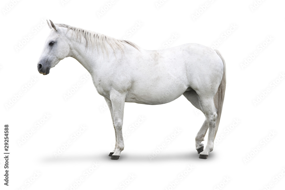 Side view of White Horse Isolated with clipping path