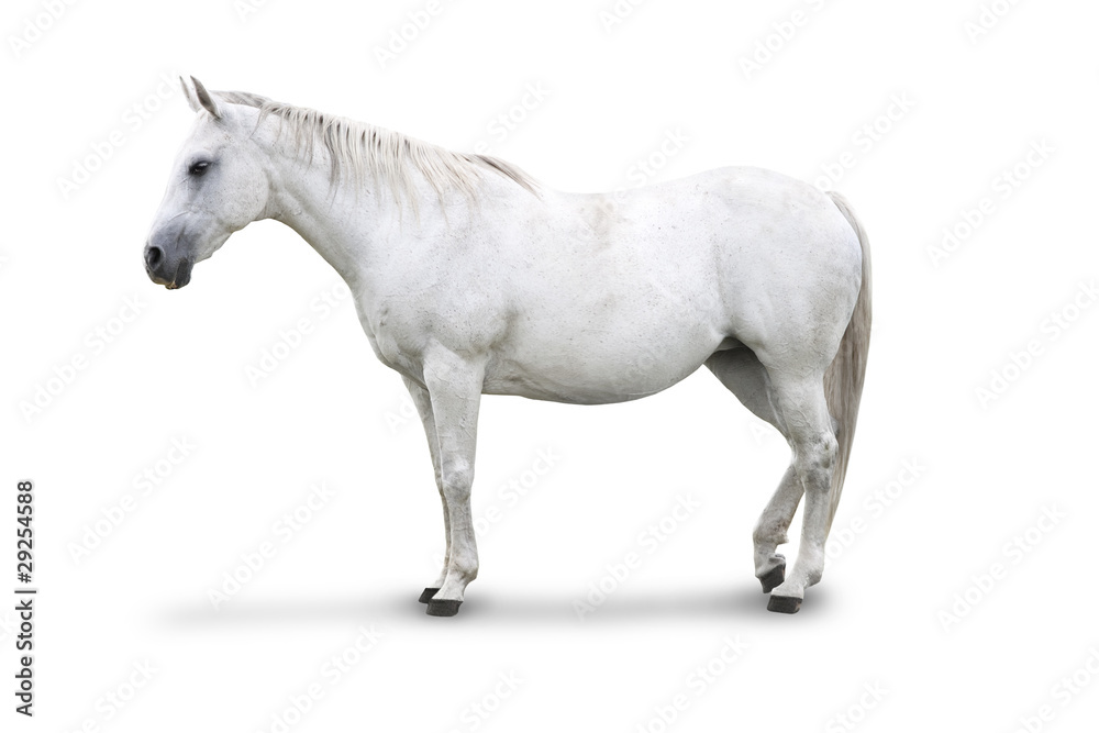 Side view of White Horse Isolated with clipping path Side view of White Horse Isolated with clipping path
