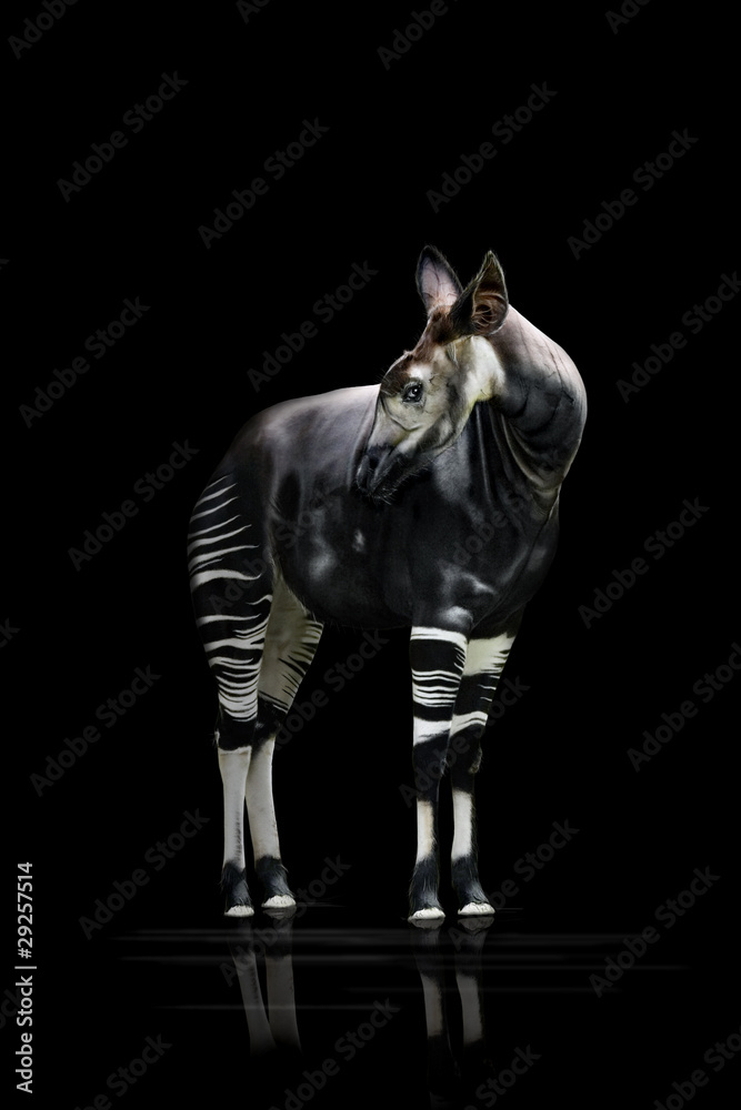 Naklejka premium Okapi