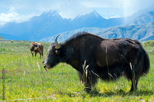 Black Tibetan yak