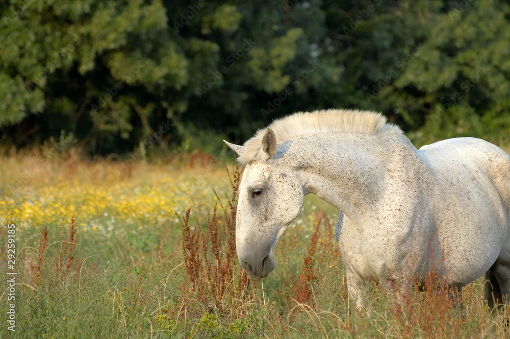 Fototapeta premium White horse at meadow